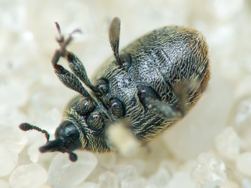 Rhinusa Stephens, 1831